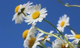 Sumarfrí frá símanum